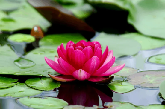Pink Water Lily Zen Mouse Pad