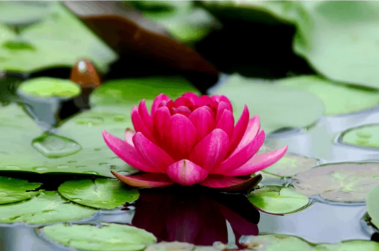 Pink Water Lily Zen Mouse Pad